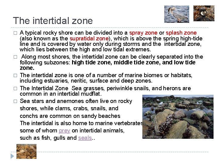 The intertidal zone � � � A typical rocky shore can be divided into