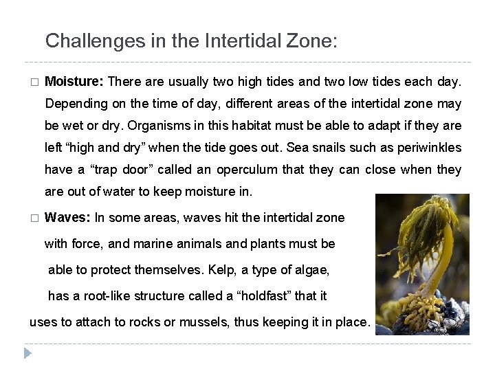 Challenges in the Intertidal Zone: � Moisture: There are usually two high tides and