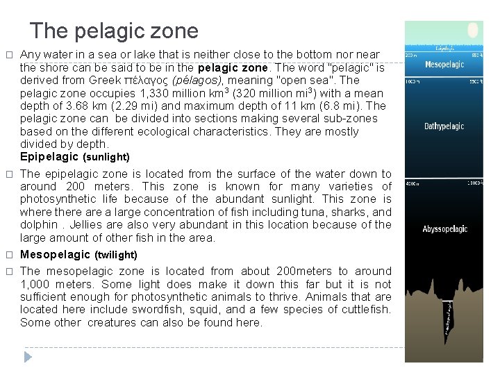 The pelagic zone � � Any water in a sea or lake that is