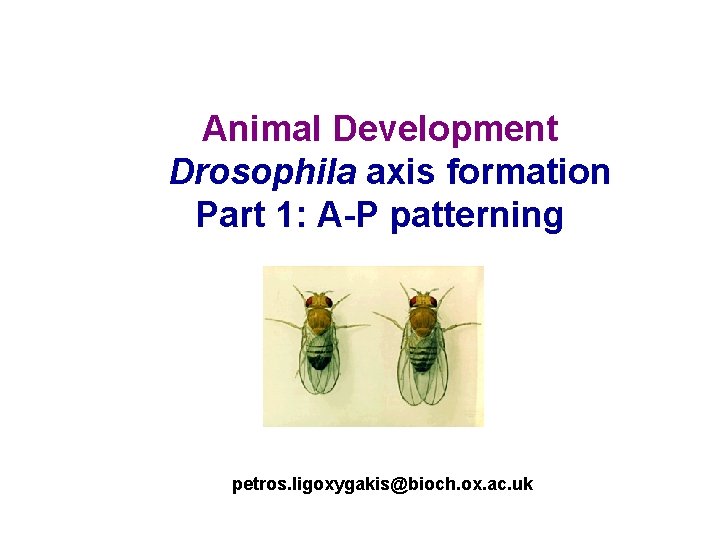 Animal Development Drosophila axis formation Part 1: A-P patterning petros. ligoxygakis@bioch. ox. ac. uk