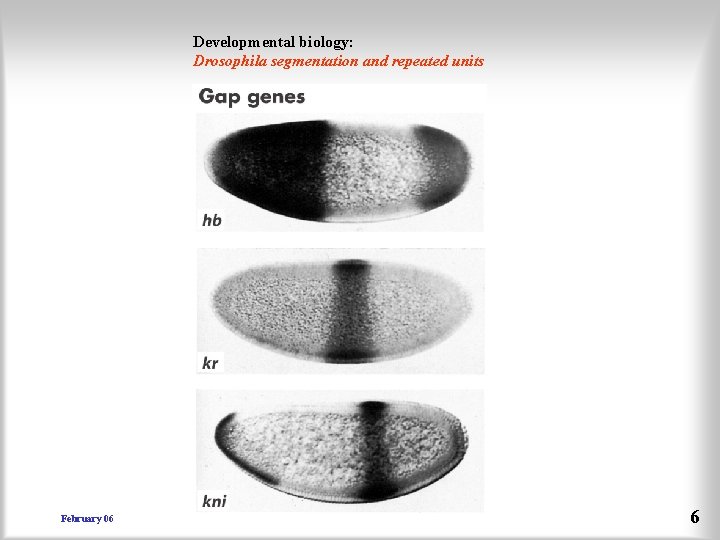 Developmental biology: Drosophila segmentation and repeated units February 06 6 