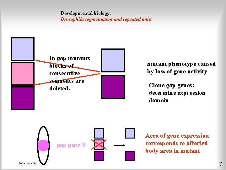 Developmental biology: Drosophila segmentation and repeated units In gap mutants blocks of consecutive segments
