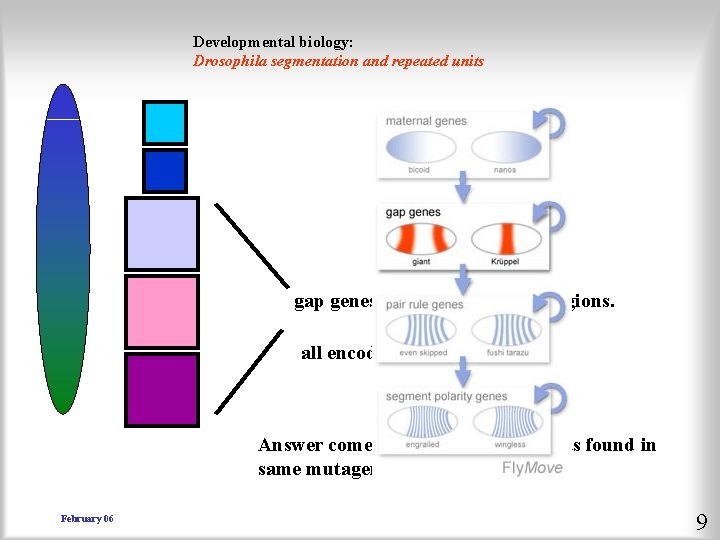 Developmental biology: Drosophila segmentation and repeated units gap genes expressed in broad regions. all