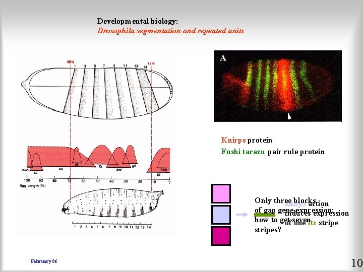 Developmental biology: Drosophila segmentation and repeated units Knirps protein Fushi tarazu pair rule protein
