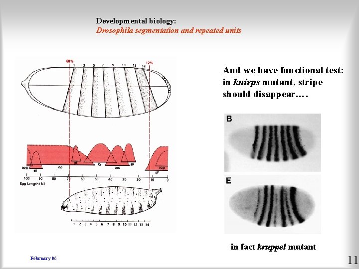 Developmental biology: Drosophila segmentation and repeated units And we have functional test: in knirps