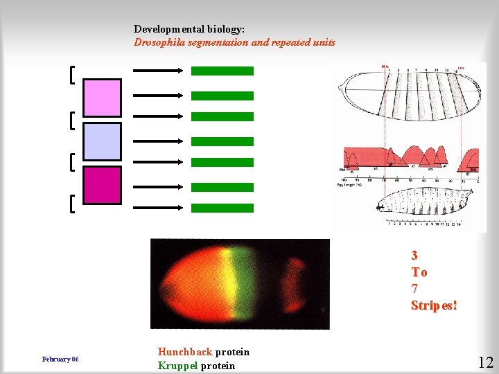 Developmental biology: Drosophila segmentation and repeated units Gap transcription factor proteins, each induce one