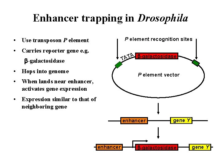 Enhancer trapping in Drosophila P element recognition sites • Use transposon P element •