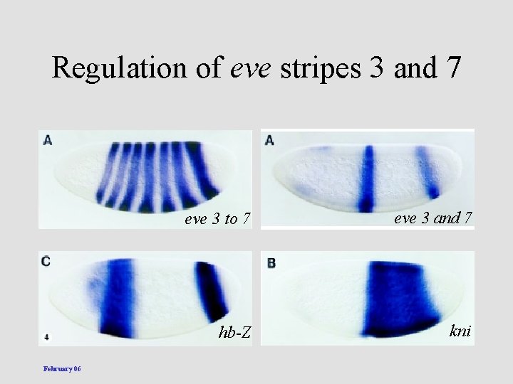 Regulation of eve stripes 3 and 7 February 06 eve 3 to 7 eve