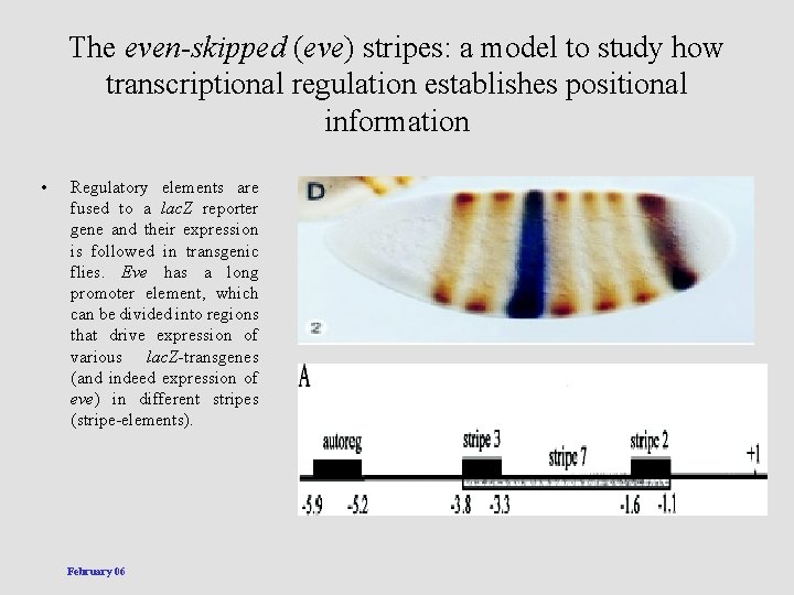 The even-skipped (eve) stripes: a model to study how transcriptional regulation establishes positional information