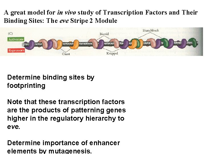 A great model for in vivo study of Transcription Factors and Their Binding Sites: