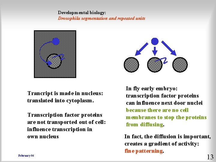 Developmental biology: Drosophila segmentation and repeated units Trancript is made in nucleus: translated into