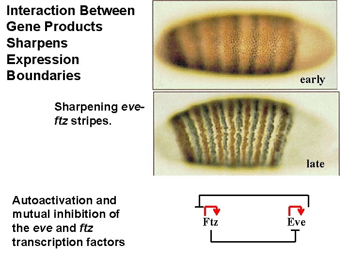 Interaction Between Gene Products Sharpens Expression Boundaries early Sharpening eveftz stripes. late Autoactivation and