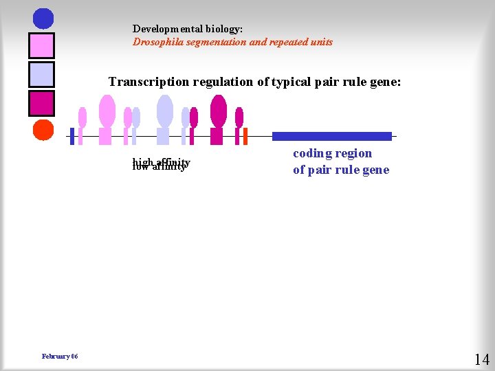 Developmental biology: Drosophila segmentation and repeated units Transcription regulation of typical pair rule gene: