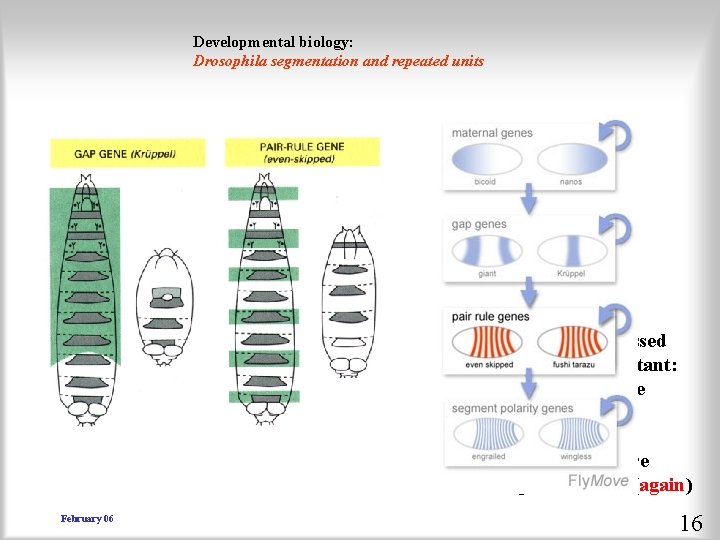 Developmental biology: Drosophila segmentation and repeated units pair rule genes = pair rule mutants!