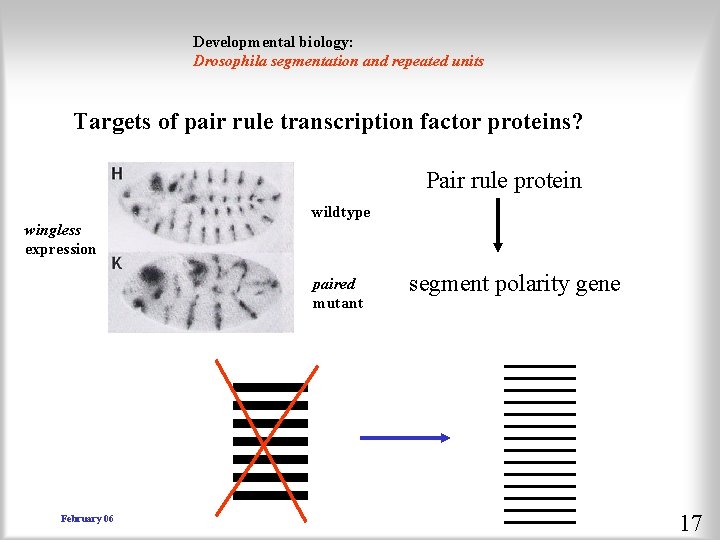 Developmental biology: Drosophila segmentation and repeated units Targets of pair rule transcription factor proteins?