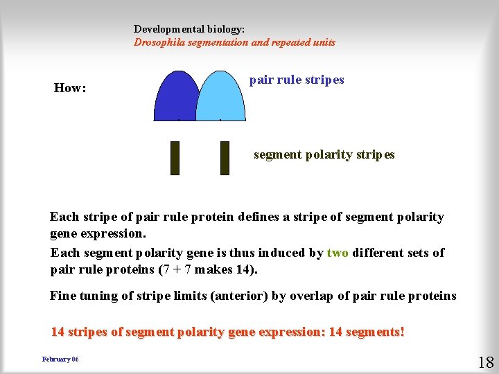 Developmental biology: Drosophila segmentation and repeated units How: pair rule stripes segment polarity stripes