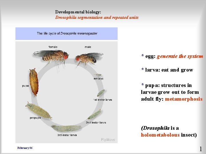 Developmental biology: Drosophila segmentation and repeated units * egg: generate the system * larva: