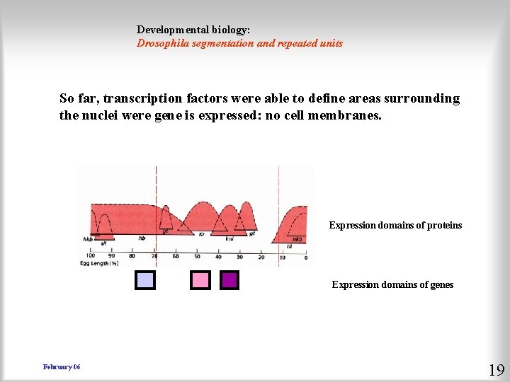 Developmental biology: Drosophila segmentation and repeated units So far, transcription factors were able to