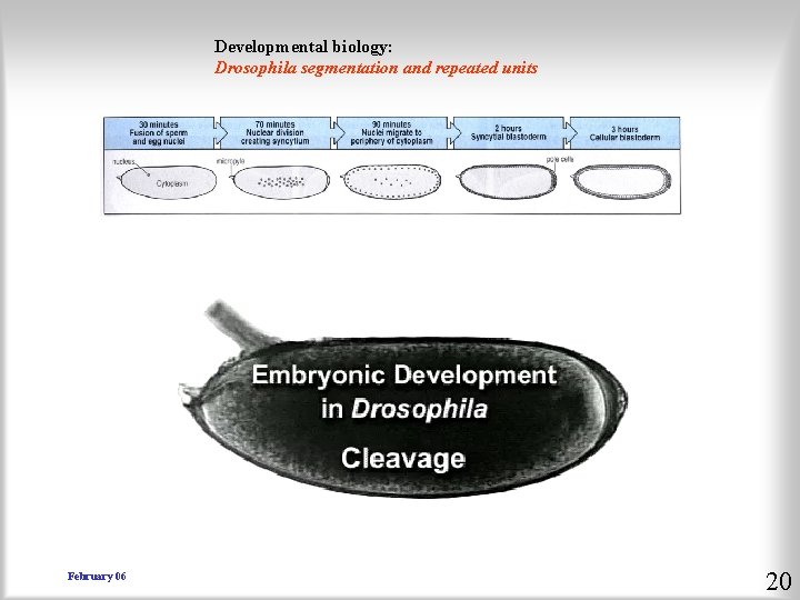 Developmental biology: Drosophila segmentation and repeated units February 06 20 