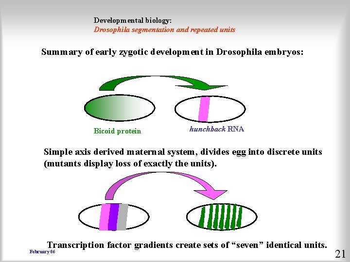 Developmental biology: Drosophila segmentation and repeated units Summary of early zygotic development in Drosophila