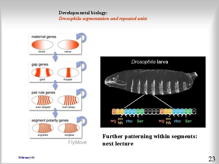 Developmental biology: Drosophila segmentation and repeated units Further patterning within segments: next lecture February