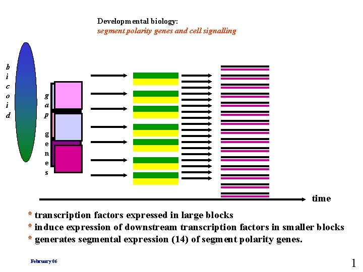 Developmental biology: segment polarity genes and cell signalling b i c o i d