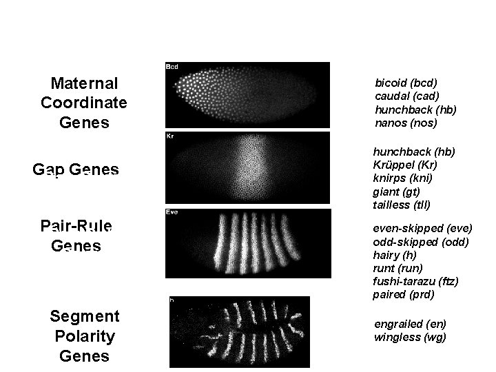 A Gene’s Sphere of Influence Extends Only To Where Its Product is Expressed Maternal