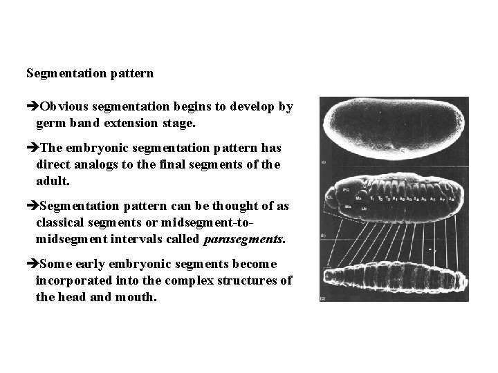 Segmentation pattern èObvious segmentation begins to develop by germ band extension stage. èThe embryonic
