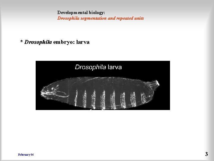 Developmental biology: Drosophila segmentation and repeated units * Drosophila embryo: larva February 06 3