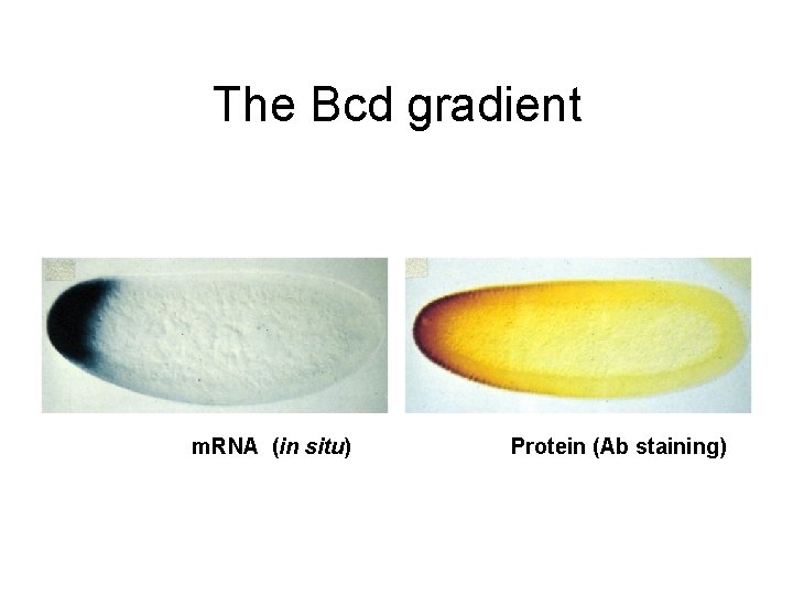 The Bcd gradient m. RNA (in situ) Protein (Ab staining) 