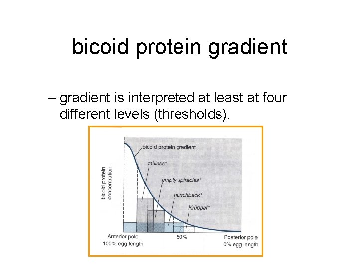 bicoid protein gradient – gradient is interpreted at least at four different levels (thresholds).