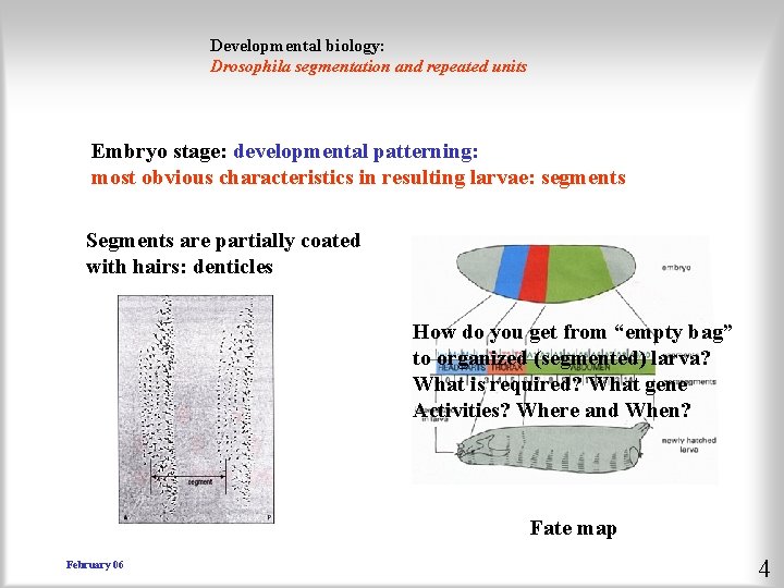 Developmental biology: Drosophila segmentation and repeated units Embryo stage: developmental patterning: most obvious characteristics