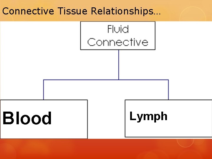 Connective Tissue Relationships… Blood Lymph 