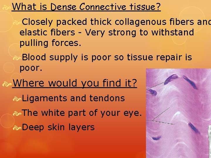 What is Dense Connective tissue? Closely packed thick collagenous fibers and elastic fibers