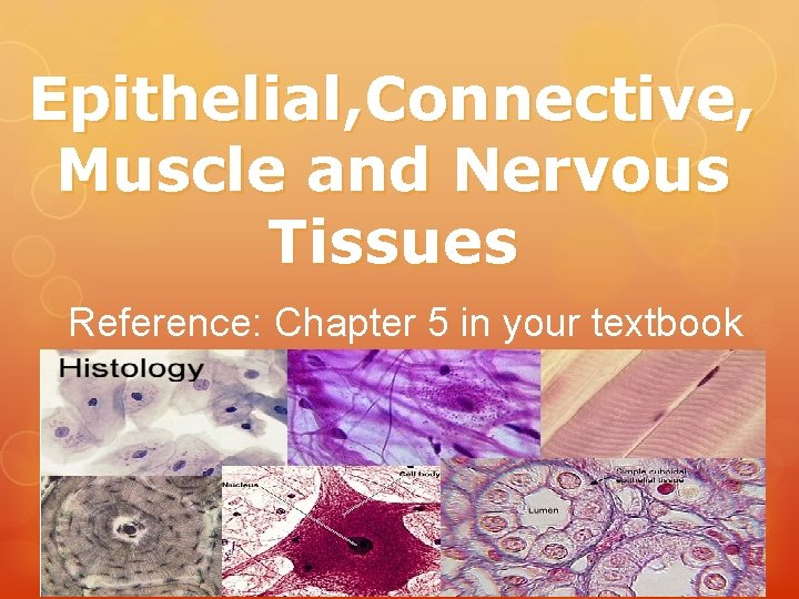 Epithelial, Connective, Muscle and Nervous Tissues Reference: Chapter 5 in your textbook Epithelial, Connective, Muscle and Nervous Tissues Reference: Chapter 5 in your textbook