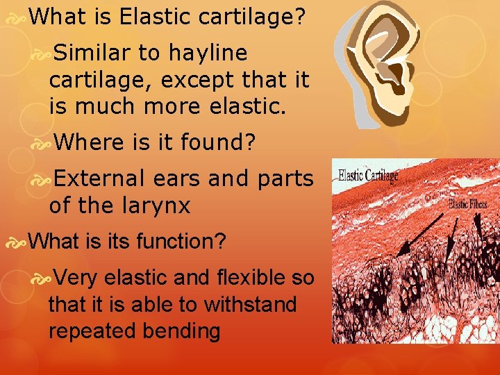  What is Elastic cartilage? Similar to hayline cartilage, except that it is much