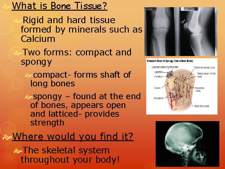  What is Bone Tissue? Rigid and hard tissue formed by minerals such as