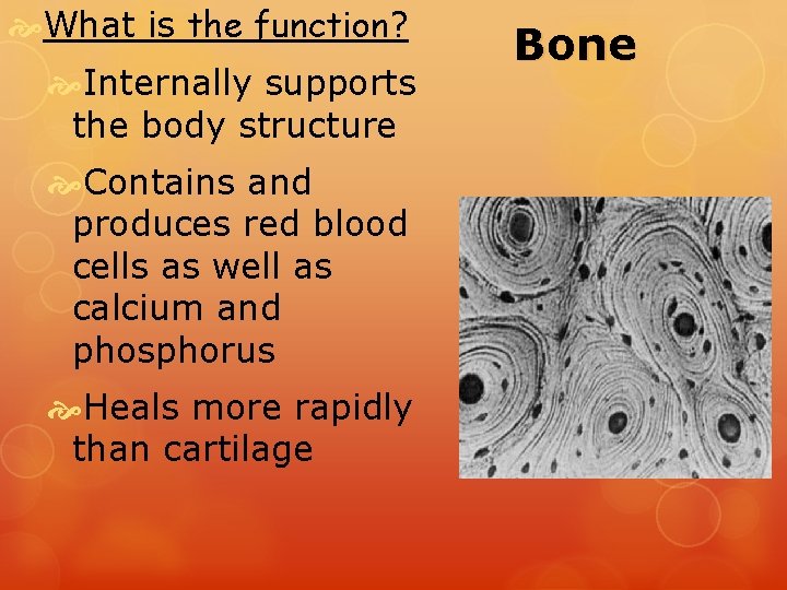  What is the function? Internally supports the body structure Contains and produces red