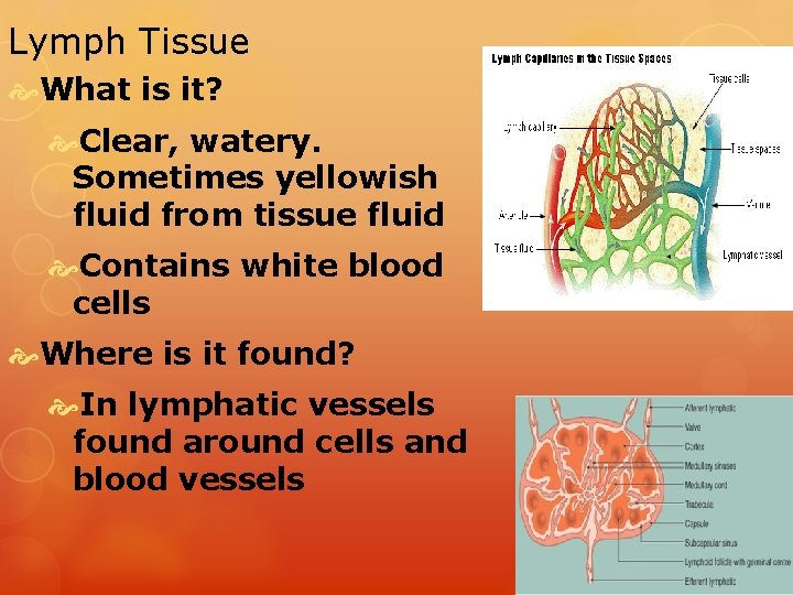 Lymph Tissue What is it? Clear, watery. Sometimes yellowish fluid from tissue fluid Contains