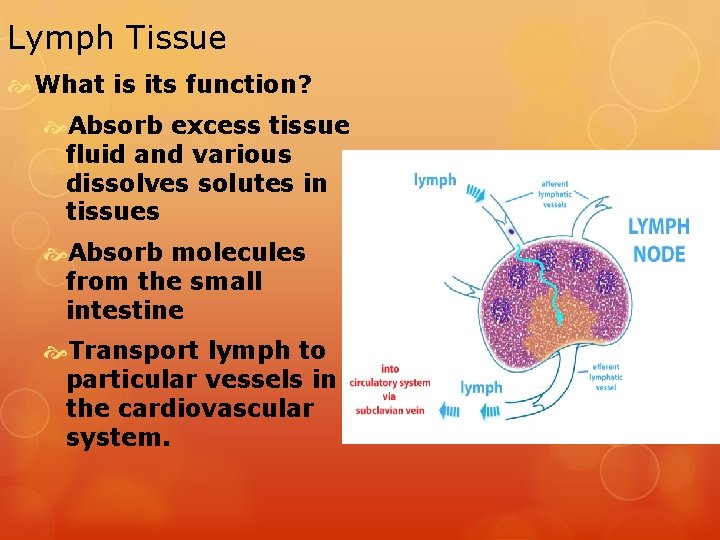 Lymph Tissue What is its function? Absorb excess tissue fluid and various dissolves solutes Lymph Tissue What is its function? Absorb excess tissue fluid and various dissolves solutes