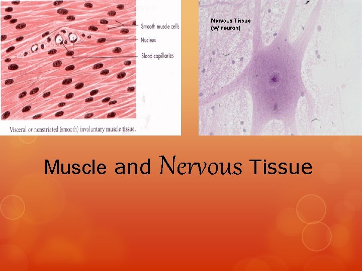 Muscle and Nervous Tissue Muscle and Nervous Tissue