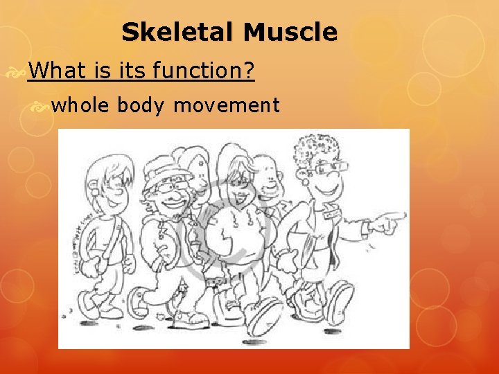 Skeletal Muscle What is its function? whole body movement 