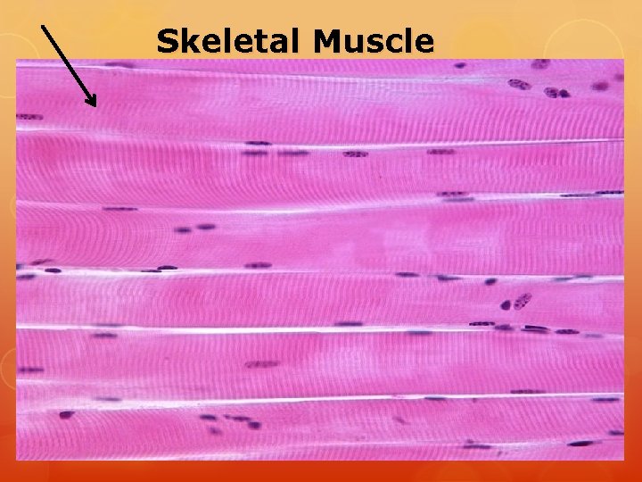 Skeletal Muscle Skeletal Muscle