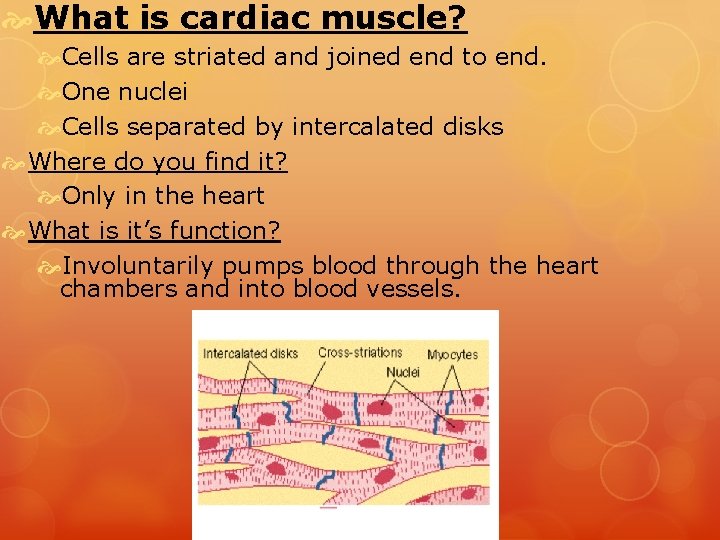  What is cardiac muscle? Cells are striated and joined end to end. One