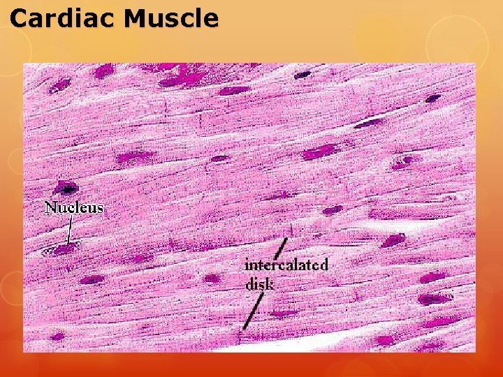 Cardiac Muscle 