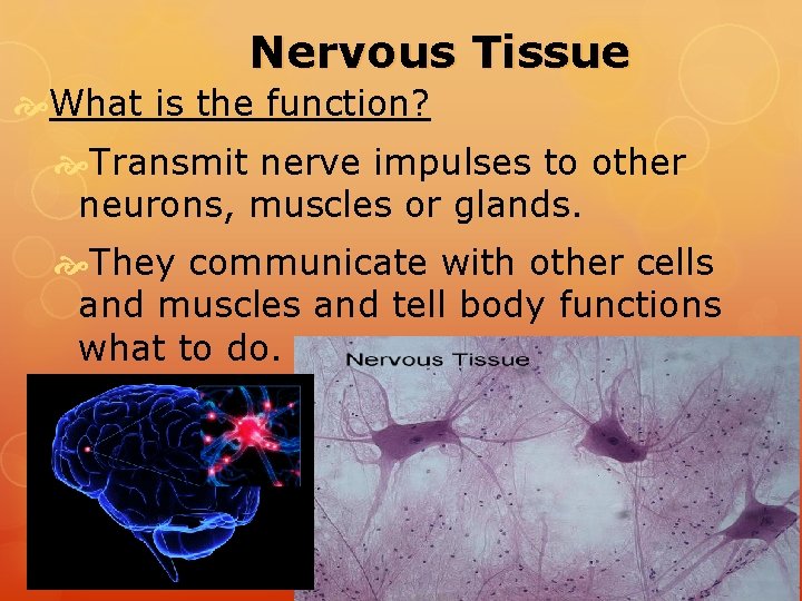 Nervous Tissue What is the function? Transmit nerve impulses to other neurons, muscles or Nervous Tissue What is the function? Transmit nerve impulses to other neurons, muscles or