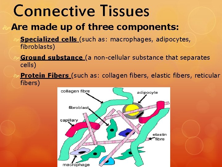 Connective Tissues Are made up of three components: Specialized cells (such as: macrophages, adipocytes,