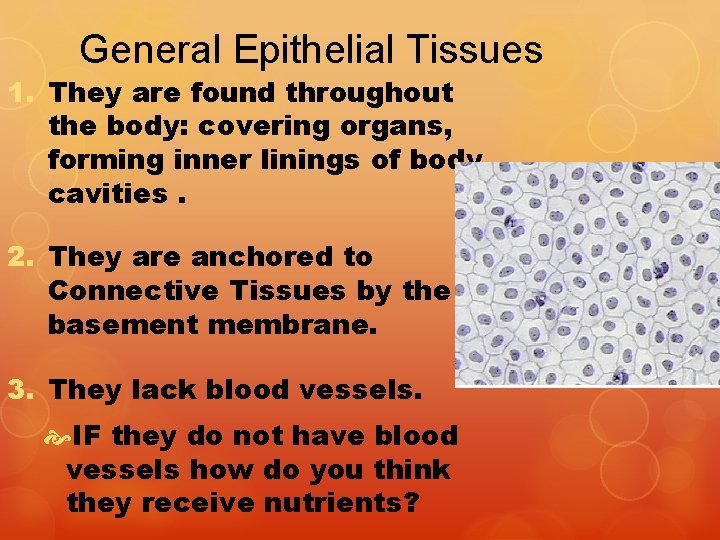 General Epithelial Tissues 1. They are found throughout the body: covering organs, forming inner General Epithelial Tissues 1. They are found throughout the body: covering organs, forming inner