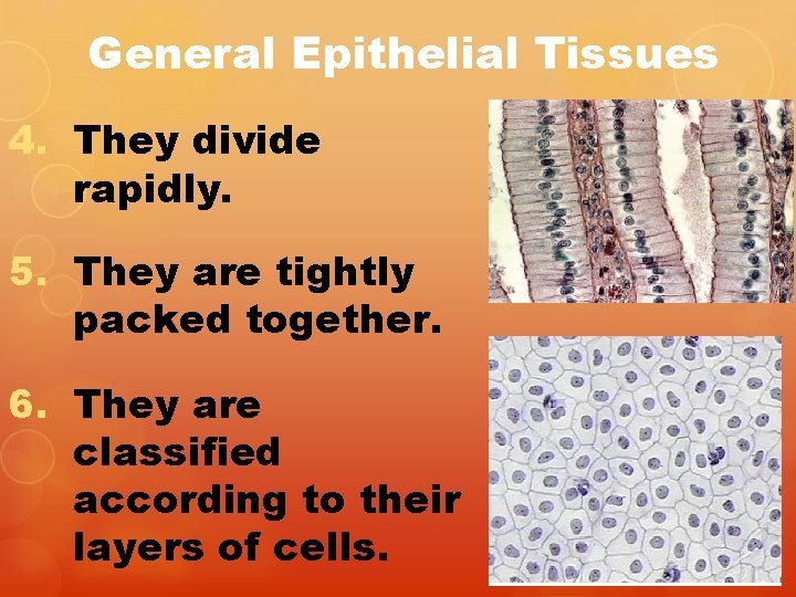 General Epithelial Tissues 4. They divide rapidly. 5. They are tightly packed together. 6.