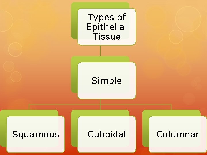 Types of Epithelial Tissue Simple Squamous Cuboidal Columnar 